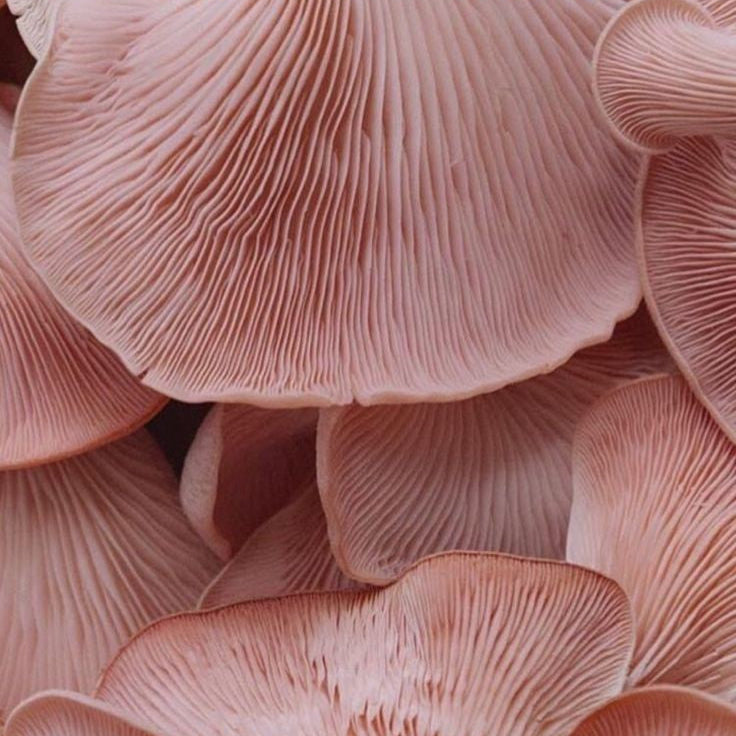 The Magic of Mushrooms Isn’t a Fairy Tale—It’s Biology