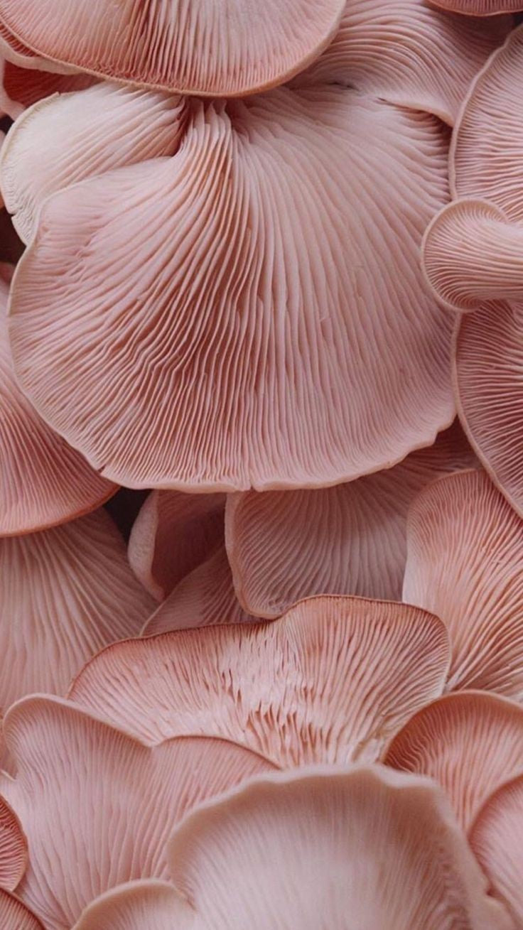 The Magic of Mushrooms Isn’t a Fairy Tale—It’s Biology